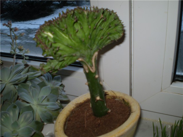 kaktus